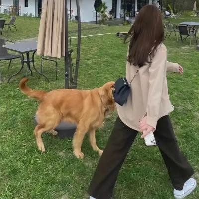 爱犬情深